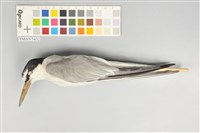 藏品(小燕鷗)的圖片